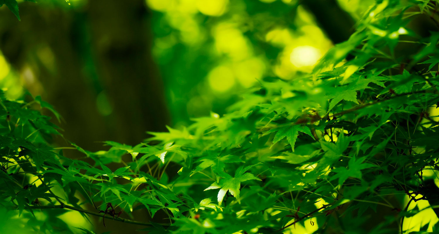 elagage d'arbre lille